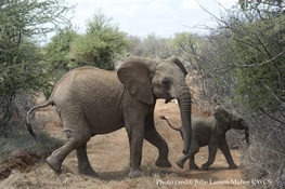 The United Kingdom Announces One of the Strongest National Elephant Ivory Bans To-Date